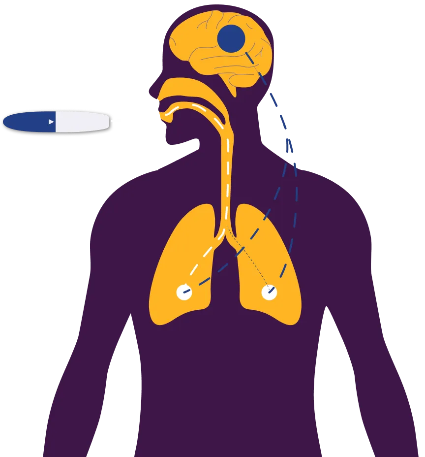 Illustration som visar läkemedlets väg från munnen genom luftvägarna till lungorna och hjärnan.